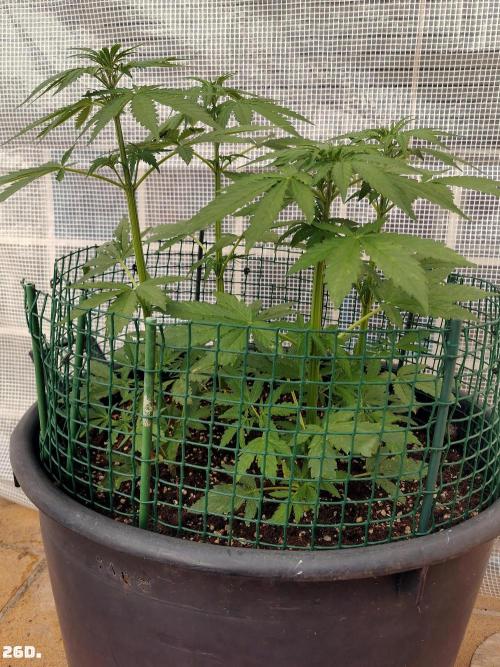 AUTO MilkyWay ROYALQUEENS. Week 4 - 26d