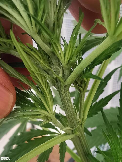 AUTO MilkyWay ROYALQUEENS. Week 5 - 29d