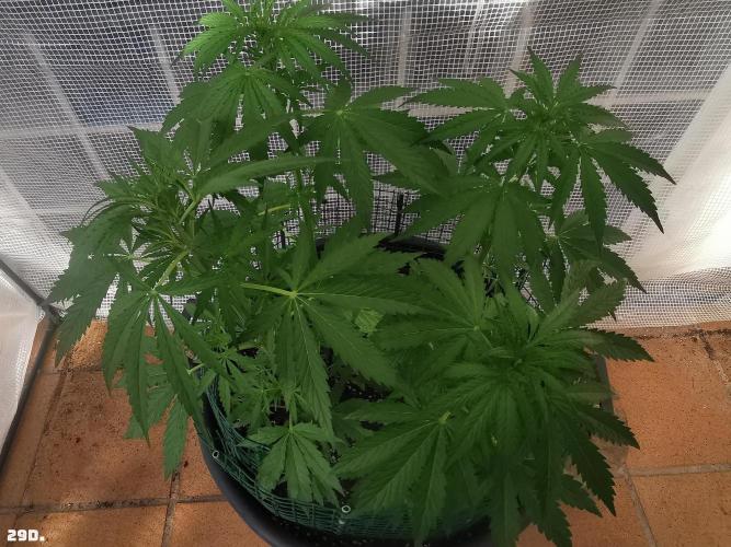 AUTO MilkyWay ROYALQUEENS. Week 5 - 29d