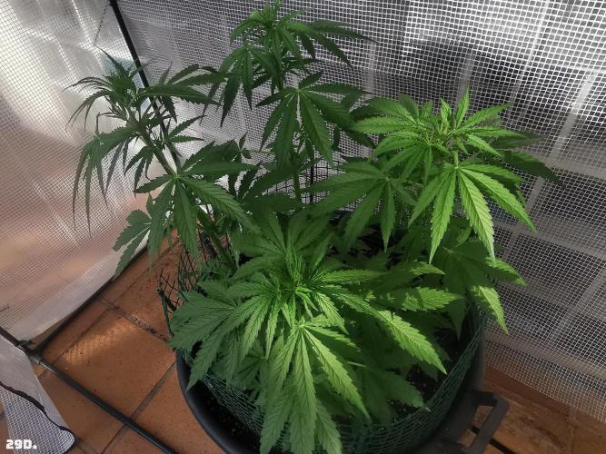 AUTO MilkyWay ROYALQUEENS. Week 5 - 29d