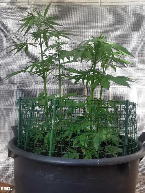 AUTO MilkyWay ROYALQUEENS. Week 5 - 29d