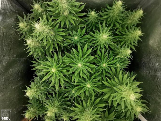 Sticky Broccoli ,Zamnesia.. Week 11 - 36D