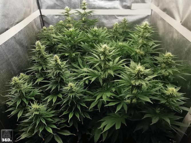 Sticky Broccoli ,Zamnesia.. Week 11 - 36D