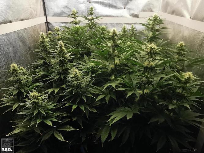 Sticky Broccoli ,Zamnesia.. Week 11 - 36D