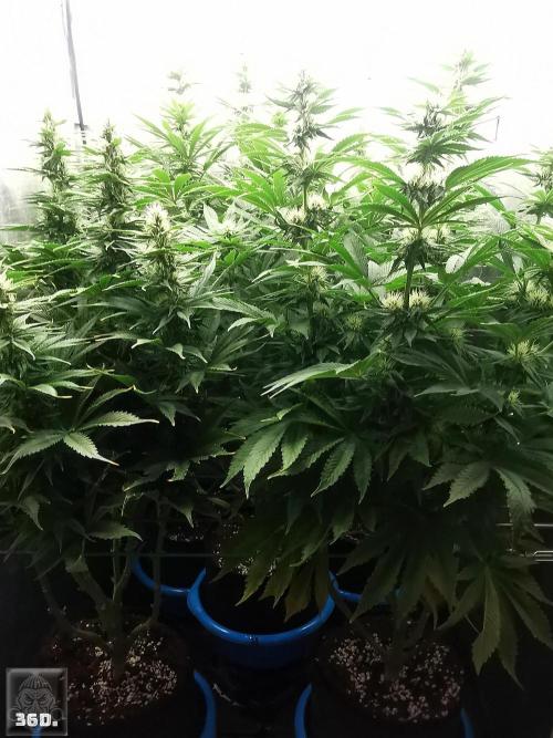 Sticky Broccoli ,Zamnesia.. Week 11 - 36D