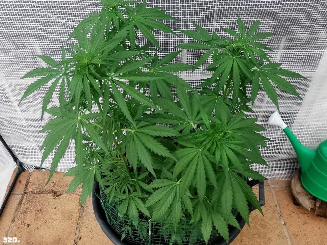 AUTO MilkyWay ROYALQUEENS. Week 5 - 32D