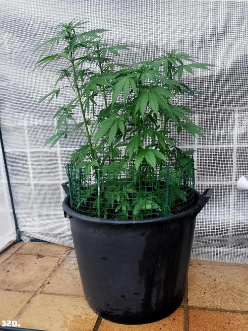 AUTO MilkyWay ROYALQUEENS. Week 5 - 32D