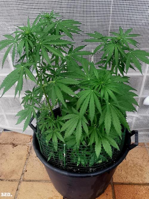 AUTO MilkyWay ROYALQUEENS. Week 5 - 32D
