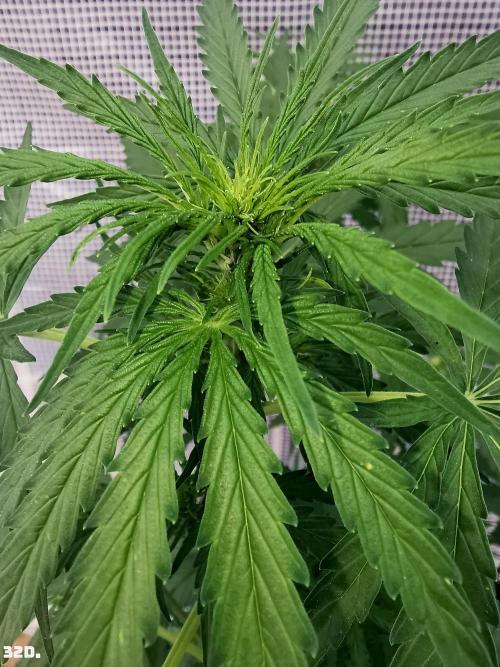 AUTO MilkyWay ROYALQUEENS. Week 5 - 32D