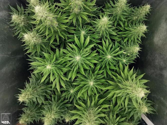 Sticky Broccoli ,Zamnesia.. Week 11 - 42D