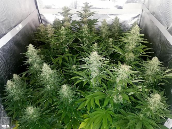 Sticky Broccoli ,Zamnesia.. Week 11 - 42D
