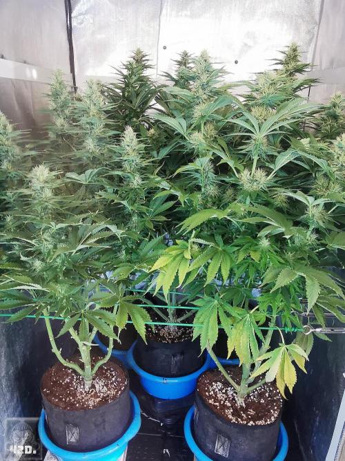Sticky Broccoli ,Zamnesia.. Week 11 - 42D