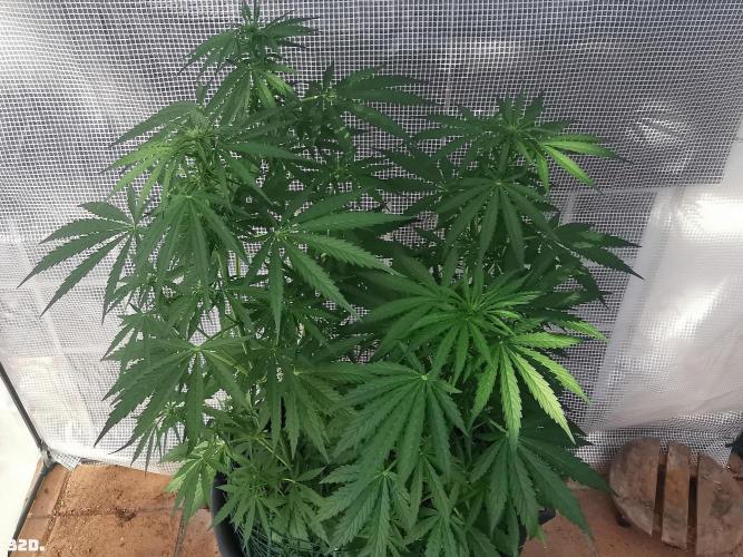 AUTO MilkyWay ROYALQUEENS. Week 5 - 35D