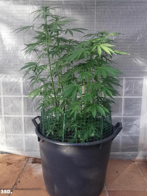 AUTO MilkyWay ROYALQUEENS. Week 5 - 35D