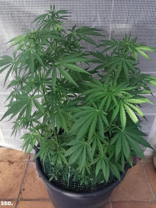AUTO MilkyWay ROYALQUEENS. Week 5 - 35D