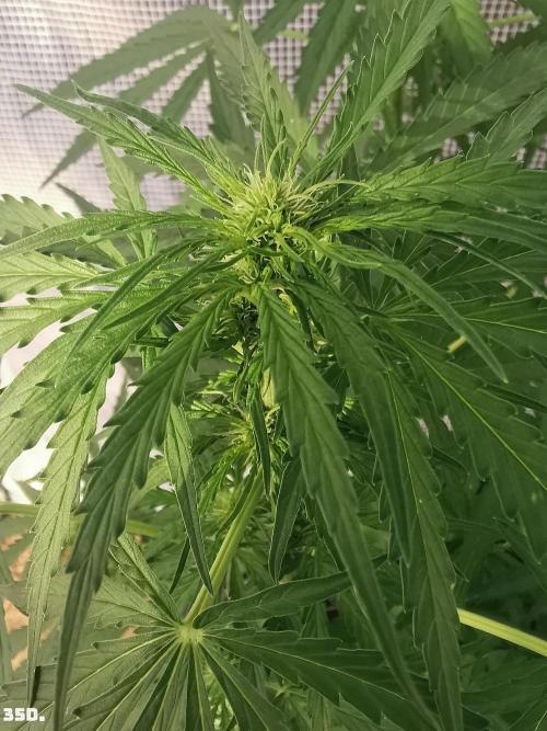 AUTO MilkyWay ROYALQUEENS. Week 5 - 35D