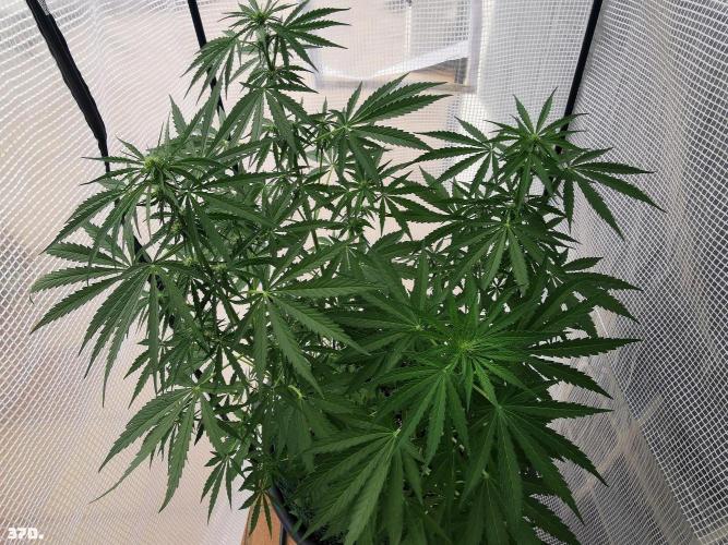 AUTO MilkyWay ROYALQUEENS. Week 6