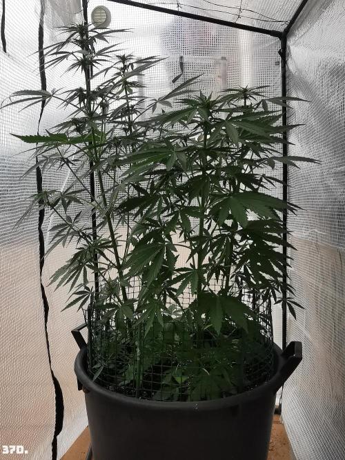 AUTO MilkyWay ROYALQUEENS. Week 6