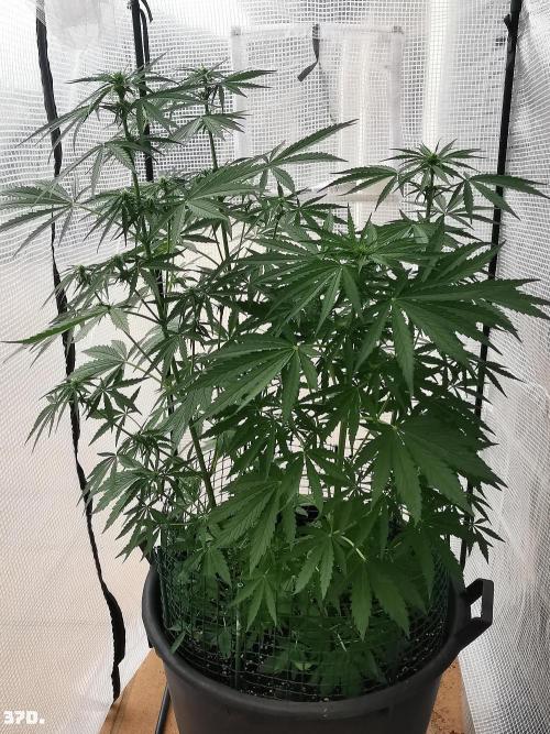 AUTO MilkyWay ROYALQUEENS. Week 6