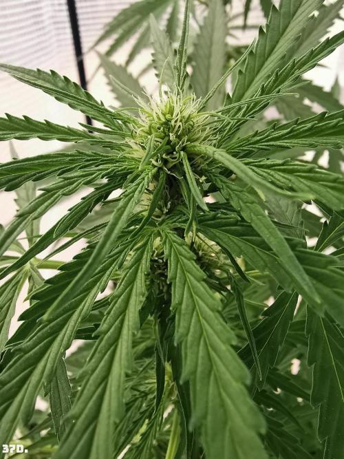 AUTO MilkyWay ROYALQUEENS. Week 6