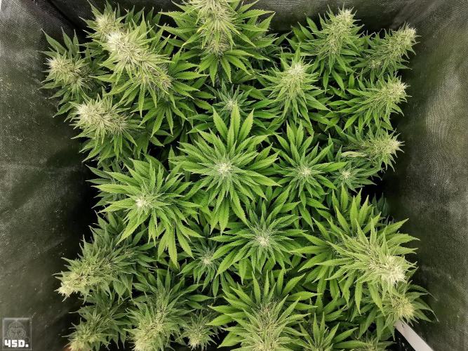 Sticky Broccoli ,Zamnesia.. Week 12 - 45d