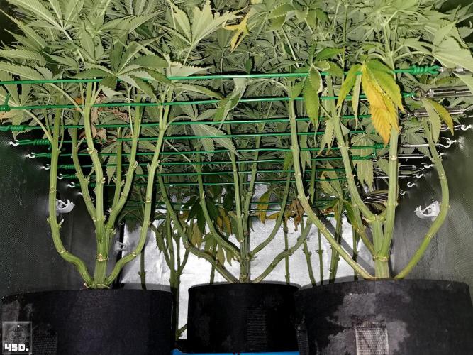 Sticky Broccoli ,Zamnesia.. Week 12 - 45d