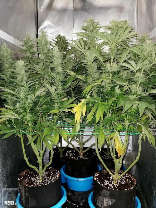 Sticky Broccoli ,Zamnesia.. Week 12 - 45d
