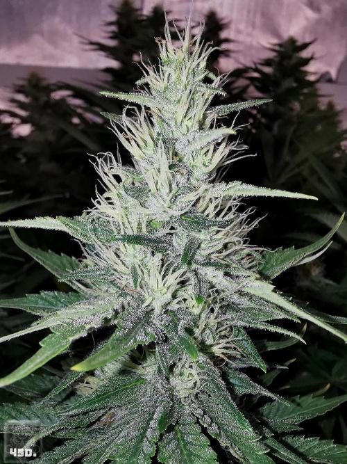 Sticky Broccoli ,Zamnesia.. Week 12 - 45d