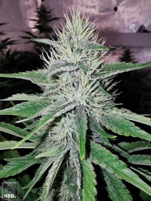 Sticky Broccoli ,Zamnesia.. Week 12 - 45d