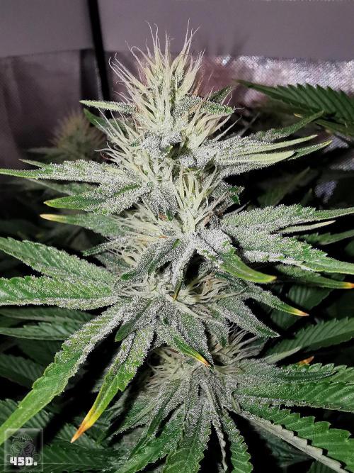 Sticky Broccoli ,Zamnesia.. Week 12 - 45d