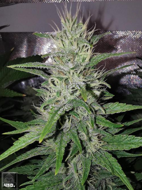 Sticky Broccoli ,Zamnesia.. Week 12 - 45d