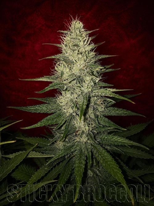 Sticky Broccoli ,Zamnesia.. Week 12