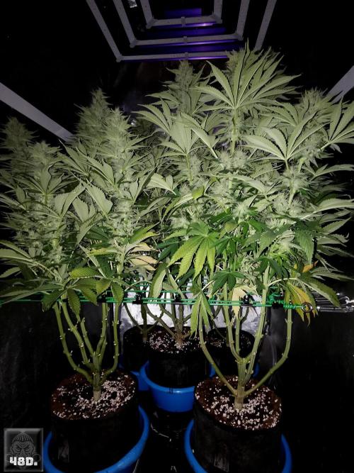 Sticky Broccoli ,Zamnesia.. Week 12 - 48d