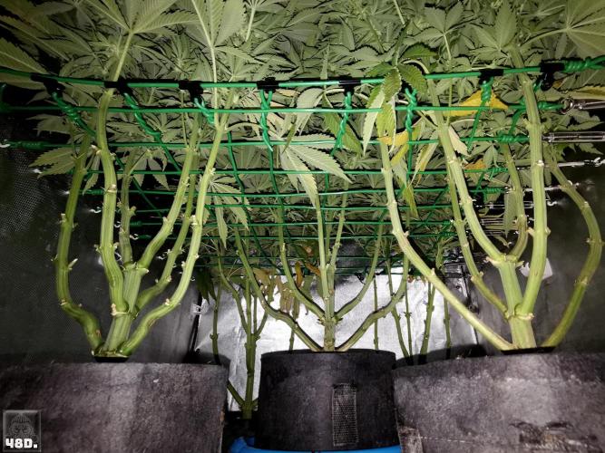 Sticky Broccoli ,Zamnesia.. Week 12 - 48d
