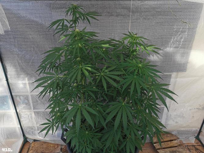 AUTO MilkyWay ROYALQUEENS. Week 6 - 41d