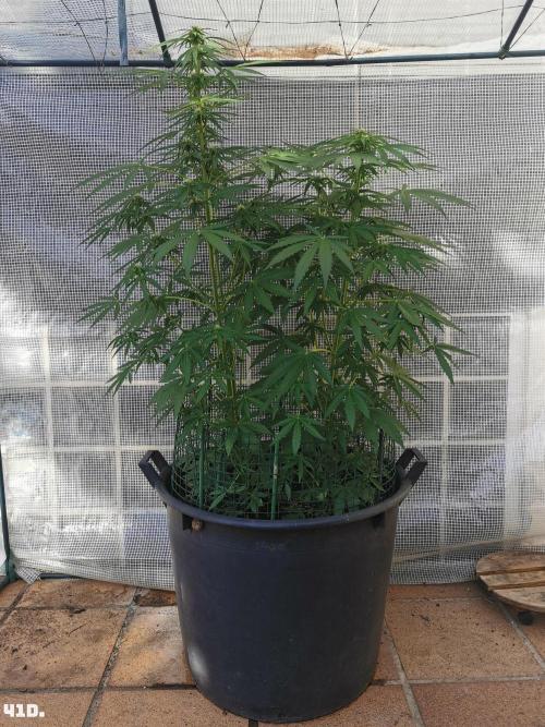 AUTO MilkyWay ROYALQUEENS. Week 6 - 41d