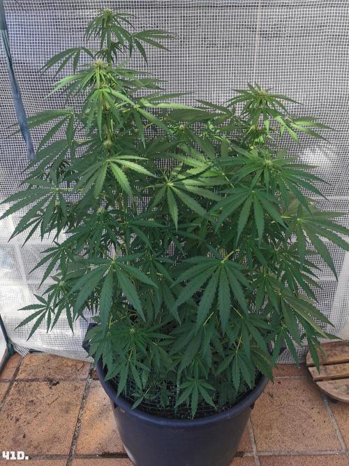 AUTO MilkyWay ROYALQUEENS. Week 6 - 41d