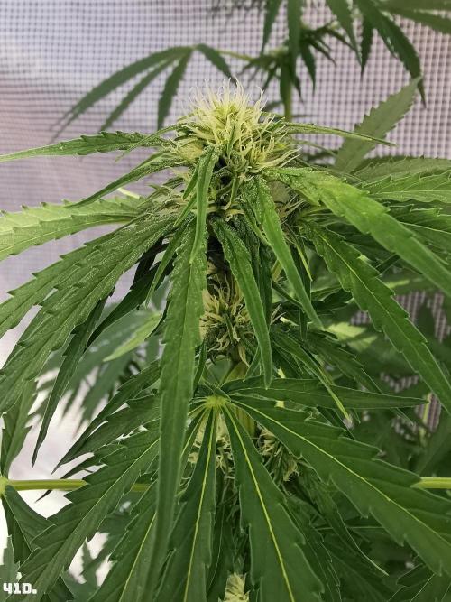 AUTO MilkyWay ROYALQUEENS. Week 6 - 41d