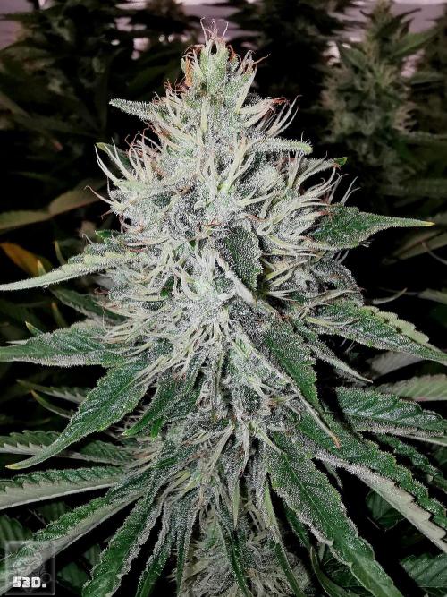 Sticky Broccoli ,Zamnesia.. Week 13 - 53d