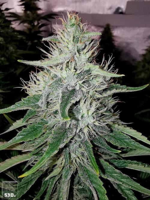Sticky Broccoli ,Zamnesia.. Week 13 - 53d