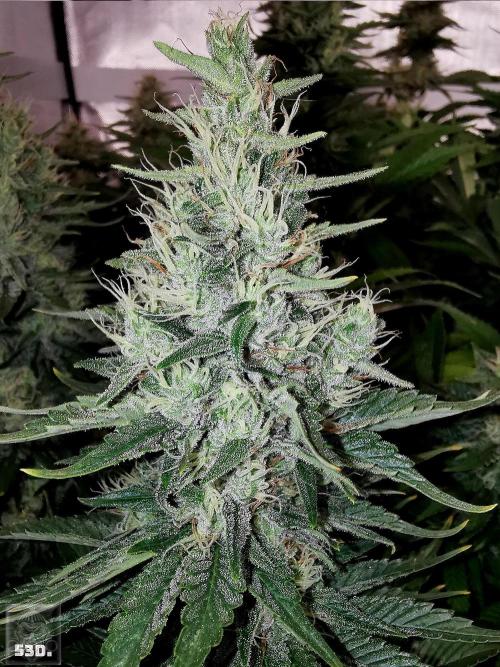 Sticky Broccoli ,Zamnesia.. Week 13 - 53d