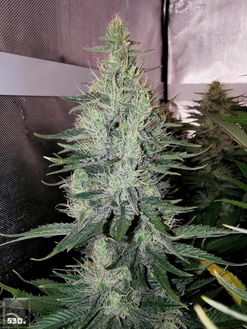 Sticky Broccoli ,Zamnesia.. Week 13 - 53d