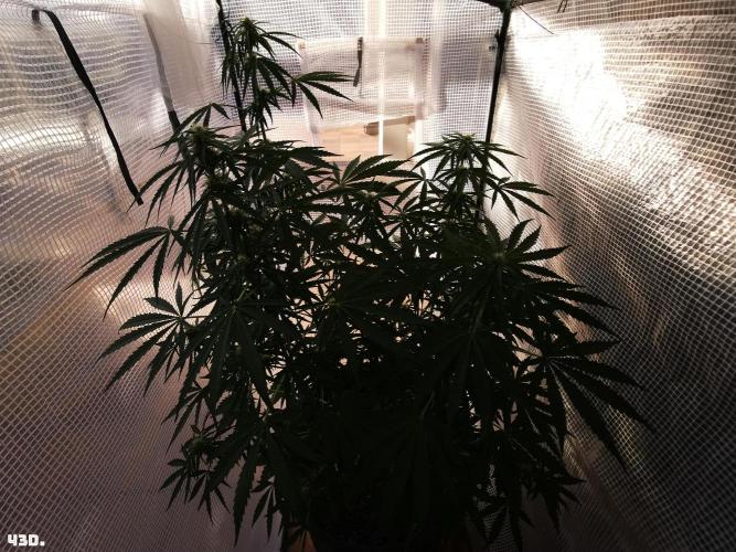 AUTO MilkyWay ROYALQUEENS. Week 7 - 43d