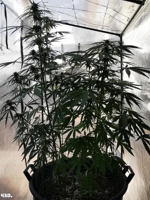 AUTO MilkyWay ROYALQUEENS. Week 7 - 434d