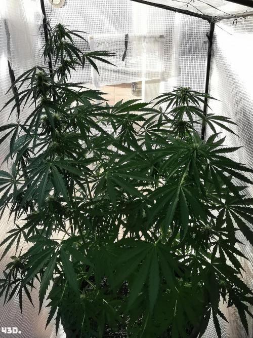 AUTO MilkyWay ROYALQUEENS. Week 7 - 43d