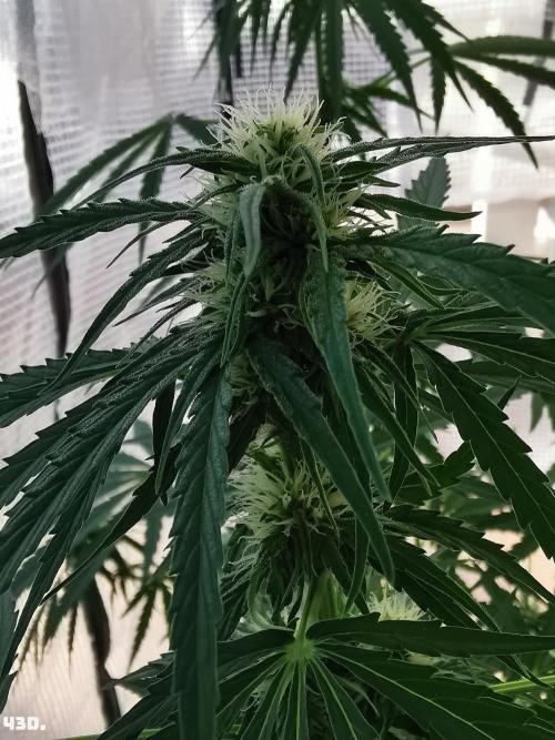 AUTO MilkyWay ROYALQUEENS. Week 7 - 43d