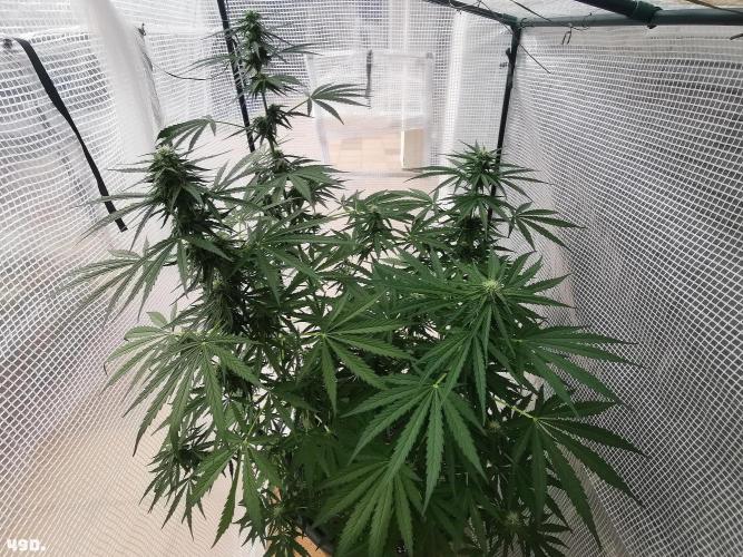 AUTO MilkyWay ROYALQUEENS. Week 7 - 49d9