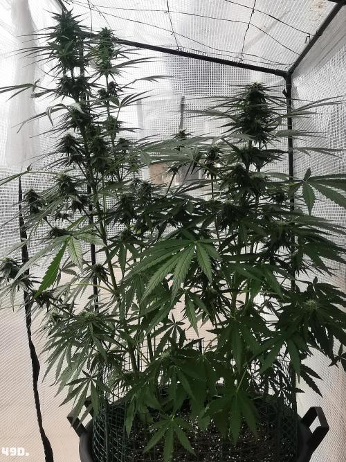 AUTO MilkyWay ROYALQUEENS. Week 7 - 49d