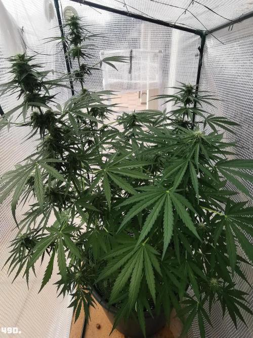 AUTO MilkyWay ROYALQUEENS. Week 7 - 49d