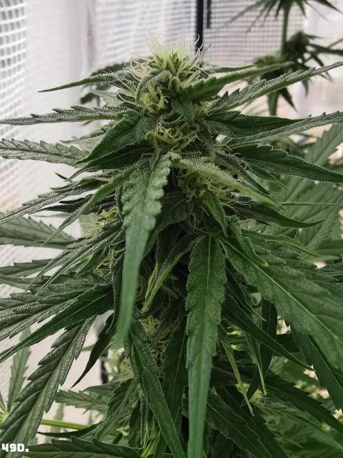 AUTO MilkyWay ROYALQUEENS. Week 7 - 49d